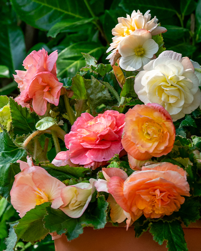 BEGÓNIA PASTEL COMPACTA MIX 25 ks